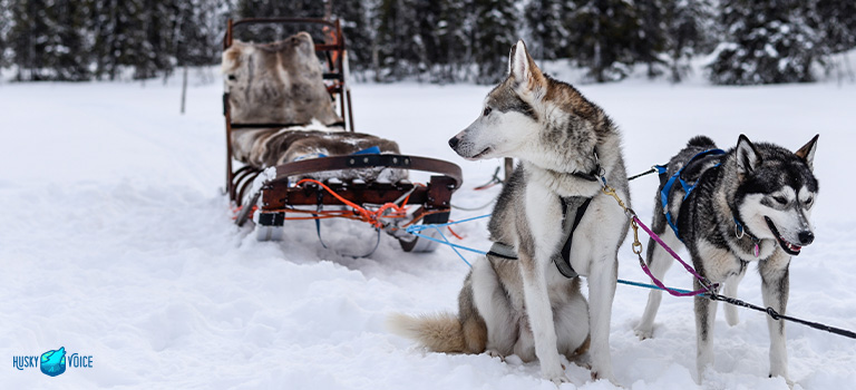 Sit on a sled tour - Husky Voice dog sledding