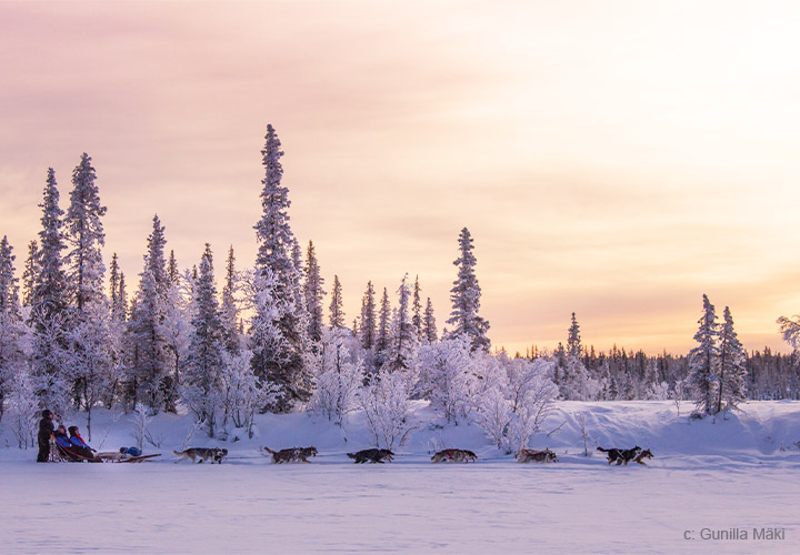 dog sled tour kiruna