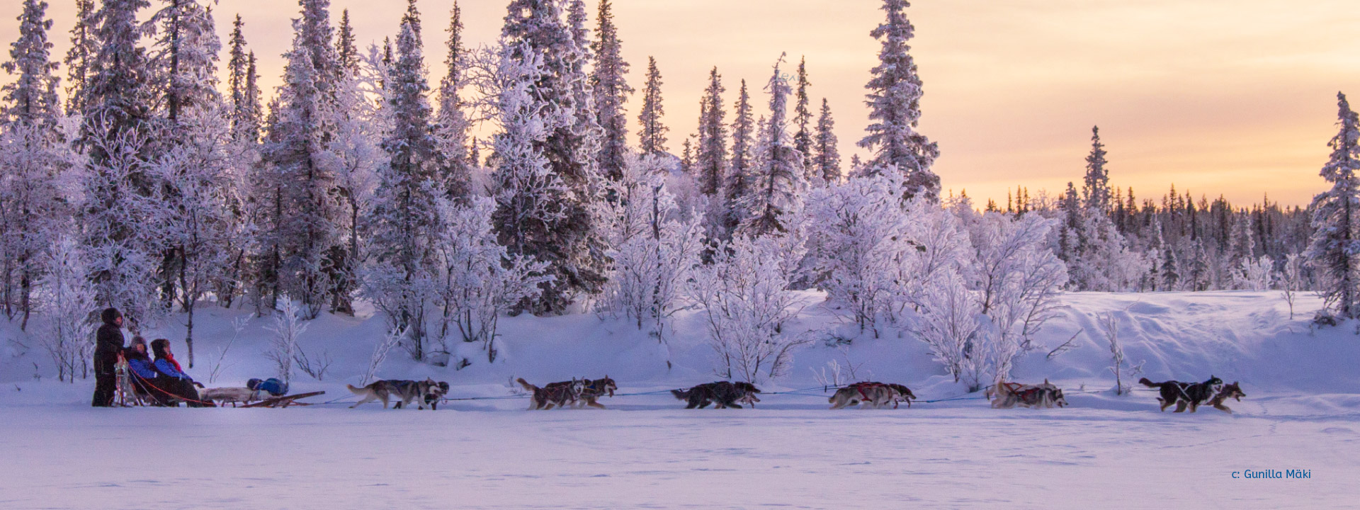 dog sled tour kiruna