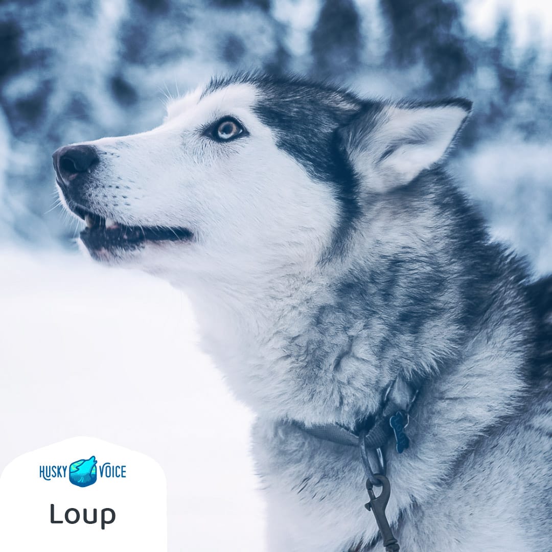 Discover Our Dogs Husky Voice