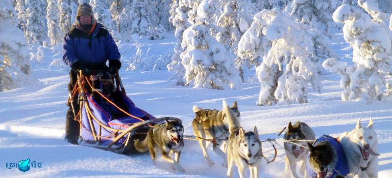 Drive a sled tour description - Husky Voice dog sledding