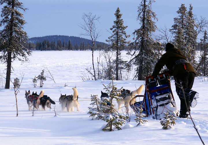 Drive a sled tour feature - Husky Voice dog sledding