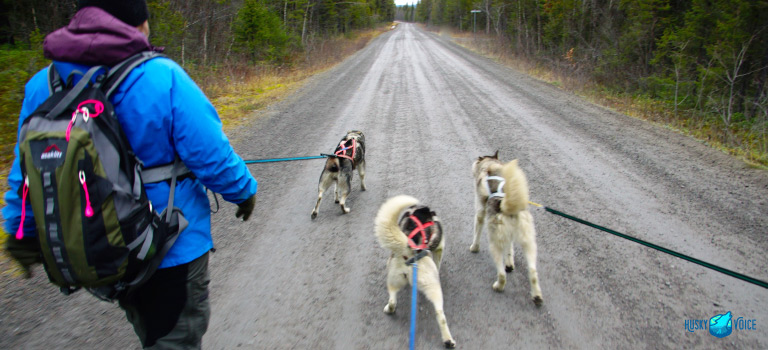 Hike with Huskies Tour Description - Husky Voice dog sledding