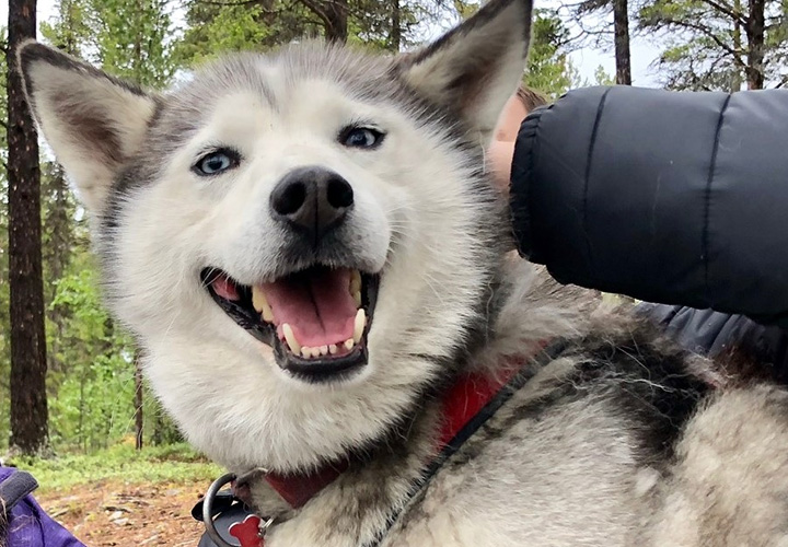 Hike with Huskies Tour Featured - Husky Voice dog sledding