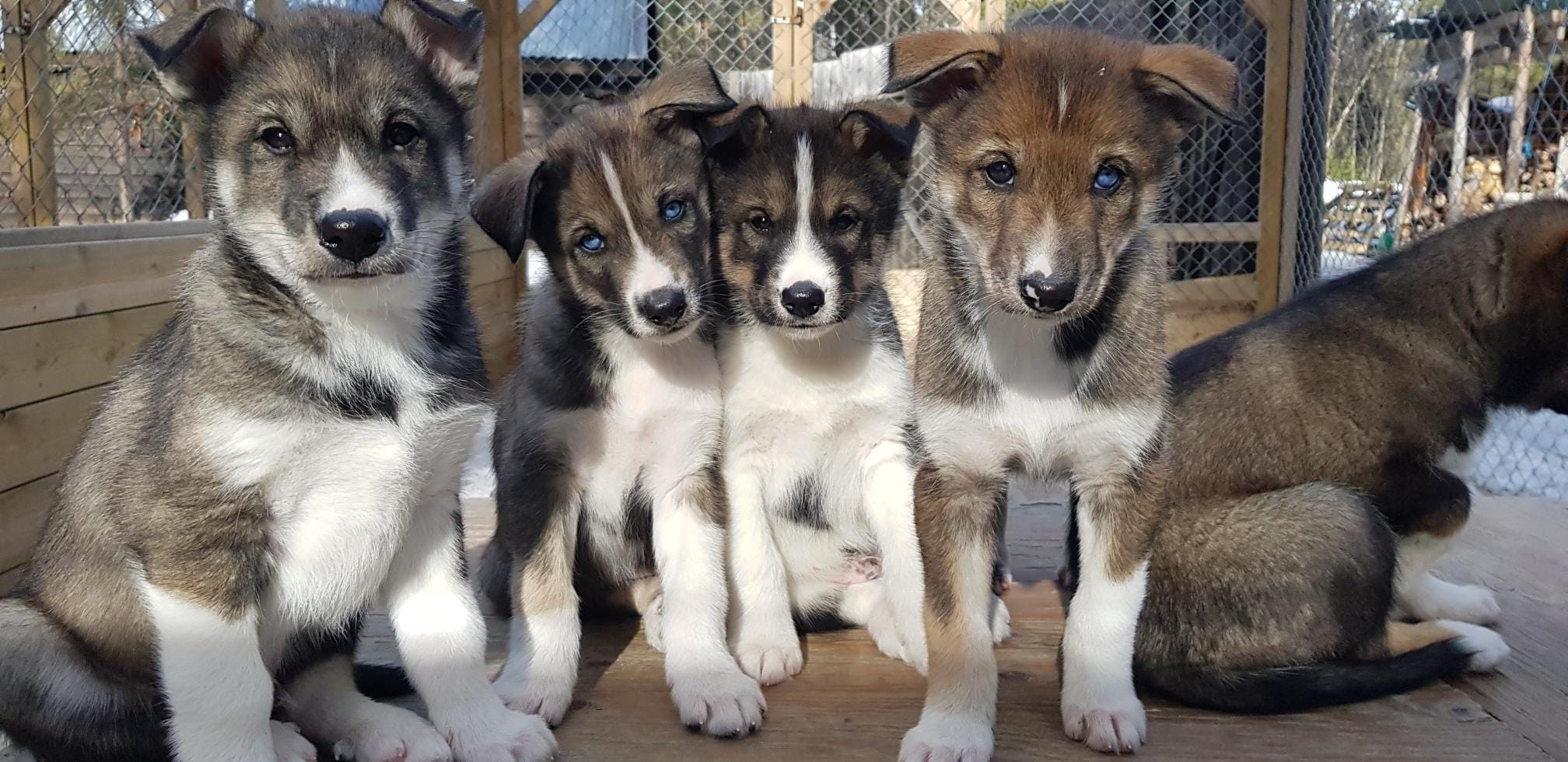 Guided Kennel Visit Husky Voice
